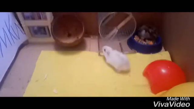 Хомки в вальере /глазами хомяка. смотреть онлайн