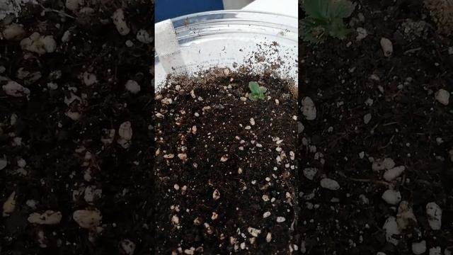 Ежевика Честер, пробую укоренять, весной, еще раз. смотреть онлайн