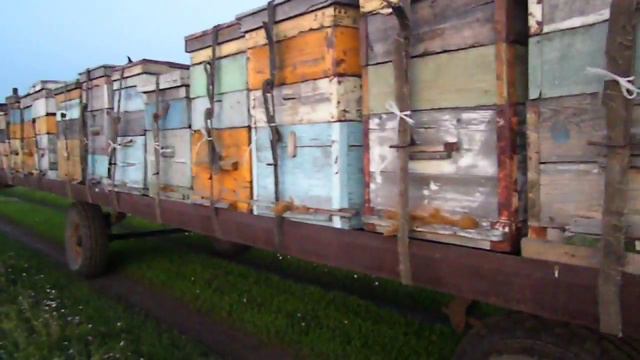 transportation of bees перевозка пчёл смотреть онлайн