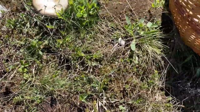 ПОМОГИТЕ УНЕСТИ ВСЕ ГРИБЫ! Рядовка майская не дает уехать смотреть онлайн