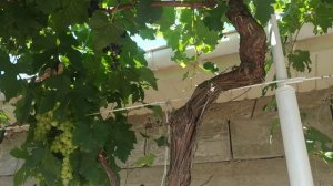 Виноград Юпитер &Валек,сравнение.