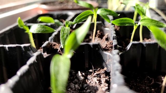 РАССАДА РАСТЁТ ВШИРЬ ОТ ЩЕПОТКИ ЭТОГО смотреть онлайн