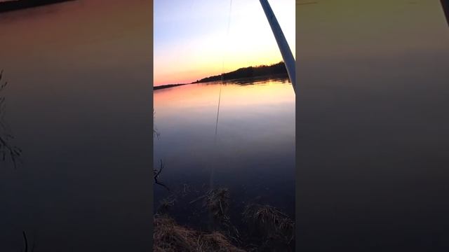 Рыбалка на ДИКОЙ реке в красивом месте. Отдых. Природа. #shorts #fishing #рыбалка #рыба #природа смотреть онлайн