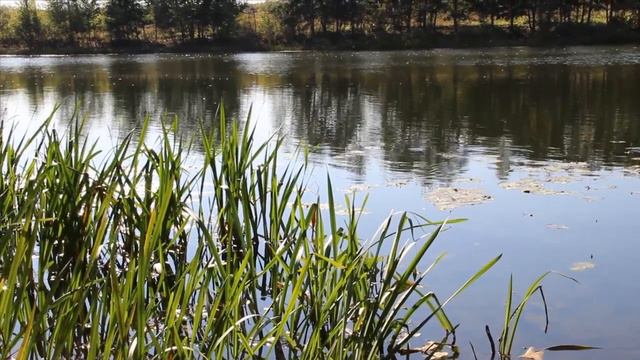 "ОСЕНЬ" исп.В Капризов смотреть онлайн