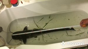 Ловим Сома на куриную печень!!!