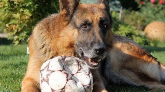 GSD lovers forum ad смотреть онлайн