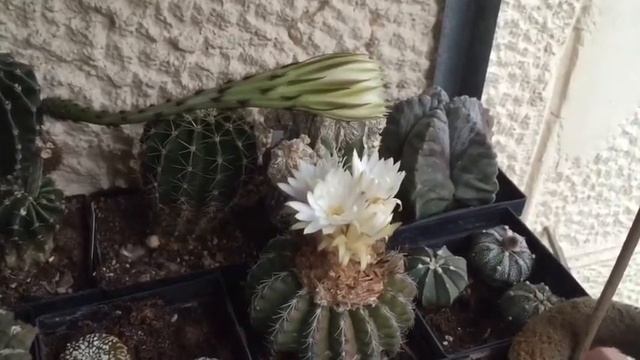Discocactus Woutersianus & Echinopsis Oxygona
