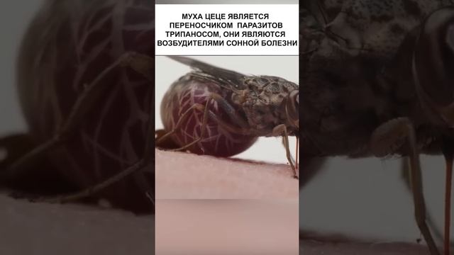 Муха кормит своих детей грудным молоком смотреть онлайн