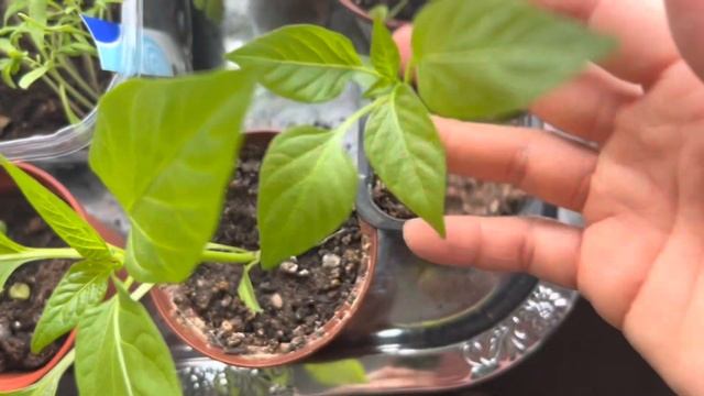Какие овощи я выращиваю в этом году смотреть онлайн