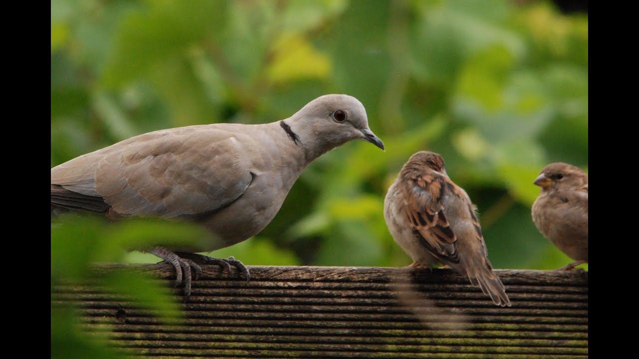 Голуби и воробьи за едой любовь и голуби голубь смотреть онлайн
