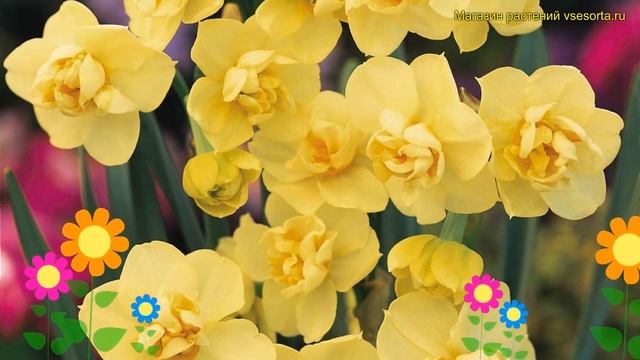 Нарцисс карлик. Краткий обзор, описание характеристик, где купить луковицы Yellow cheerfulness смотреть онлайн