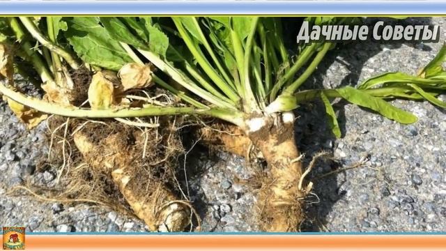Как я ХРЕН выращивала Ростки из ЗАМОРОЖЕННОГО КОРНЯ дали огромный урожай Моя ДАЧНАЯ ИСТОРИЯ смотреть онлайн