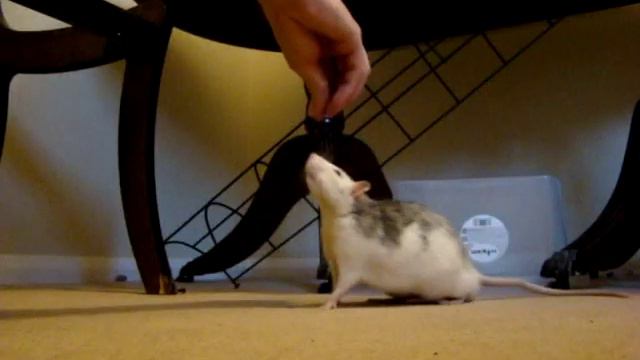 How to teach a pet rat to walk on back legs (.. three steps) смотреть онлайн