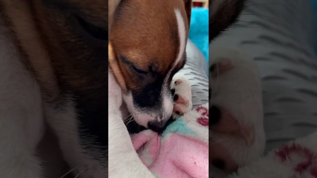 #джекрасселтерьер #dog #dogs #собака #пёсик #бакс смотреть онлайн
