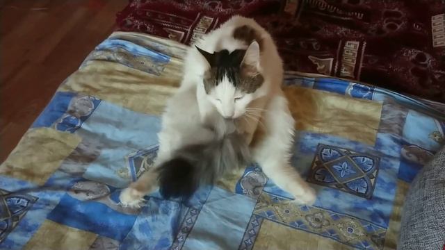 Кот моет хвост! смотреть онлайн