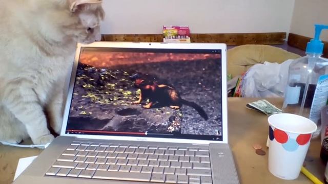 Tobit watching a kitty video to groovy music смотреть онлайн