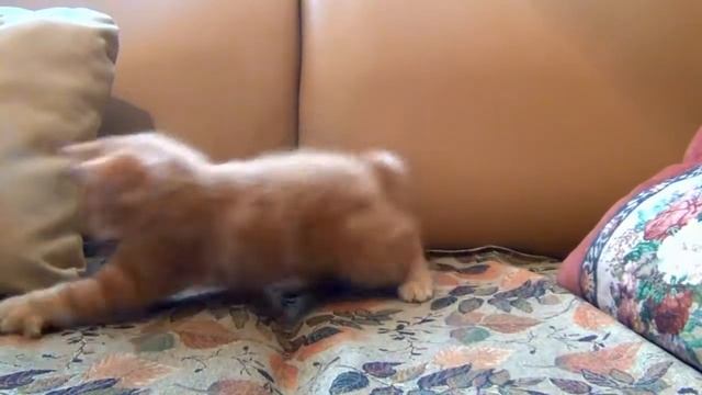 игривый маленький котенок смотреть онлайн