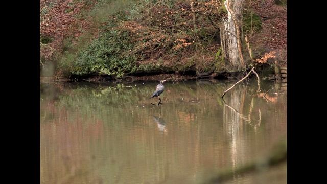 Pentax-M lenses on Micro Four Thirds. Olympus E-M1 mk2 with a variety of vintage glass. смотреть онлайн