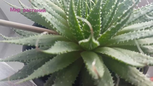 Алоэ Аристата или Алоэ остистое, красивый суккулент!