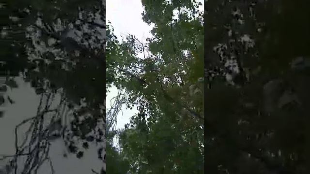 Александр Бардин ( группа "САДко") смотреть онлайн