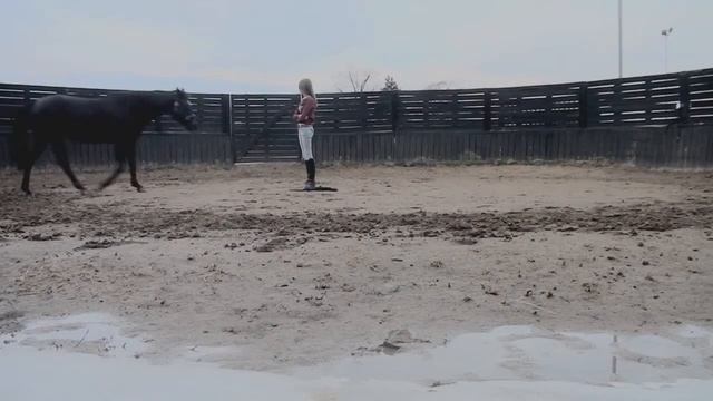 Лирическое видео с лошадьми смотреть онлайн