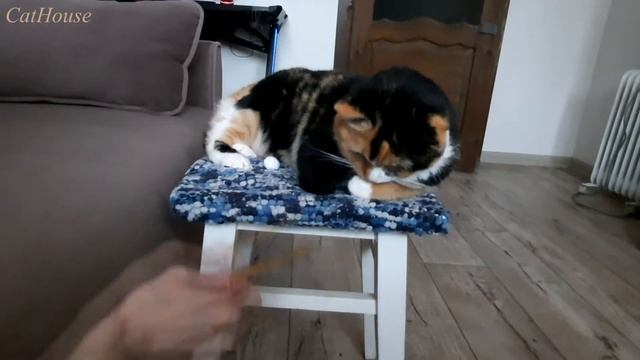 Кошечка Счастье учится вязать крючком смотреть онлайн