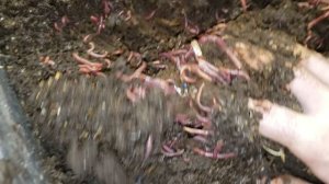 Фасовка червей для рыбалки. Делюсь опытом.