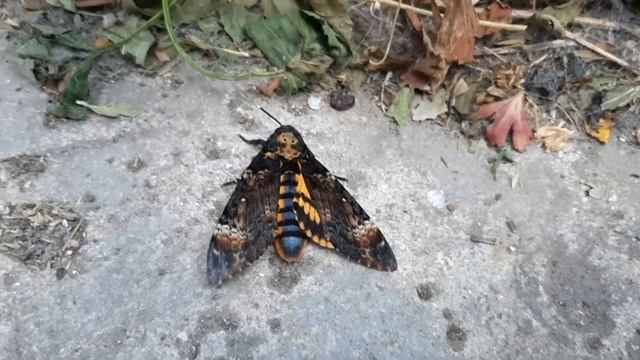 Бражник Мёртвая голова посетил кассетный улей смотреть онлайн