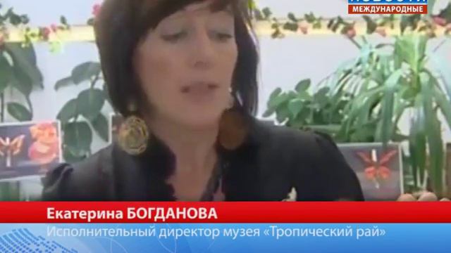 Бабочка змея смотреть онлайн