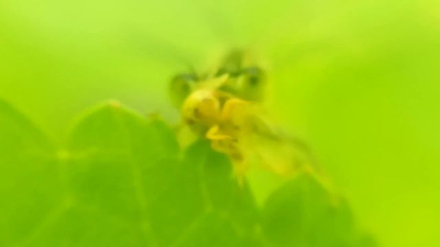 СТРЕКОЗА vs ЦИКАДКА: МакроСъёмка, видео, Dragonfly vs Leafhopper (стрекоза ест цикадку) смотреть онлайн