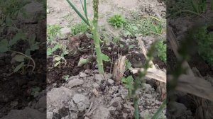 Спаржа.Как собирать урожай.#спаржв#asparagus #спаржаОбрезка