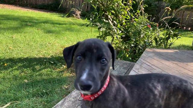 Champion Bloodline Greyhound Puppies White and black brindle and red boys day 47 смотреть онлайн