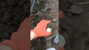 Чем травить капустянку,медведку,муравьев,осмотр химии для нее