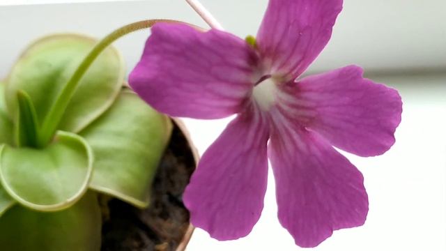 Pinguicula Colimensis×Zecheri. Жирянка. Хищное растение.