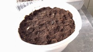 ВЫГОНКА ТЮЛЬПАНОВ В ГОРШКЕ дома. Начало.