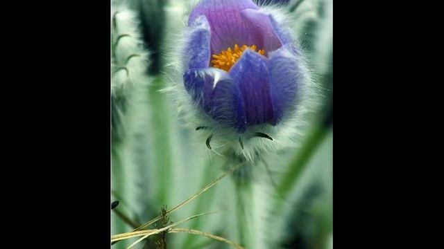 Сон-трава и легенды о ней смотреть онлайн