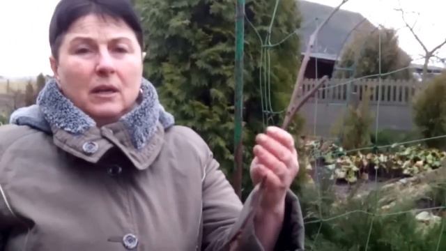 2 способа размножения актинидий смотреть онлайн