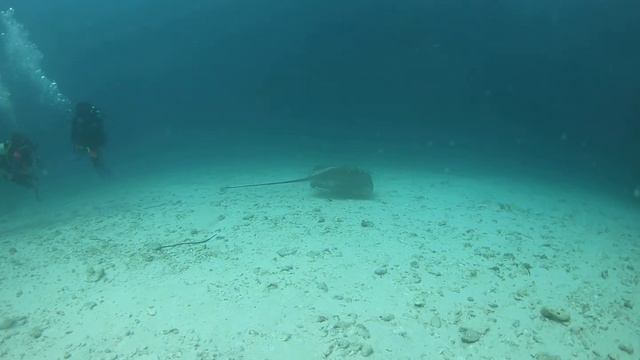 Мальдивы, дайвинг, South Malé Atoll, скаты смотреть онлайн