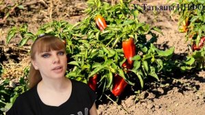 Что МОЖНО сажать рядом с ЧЕСНОКОМ, а что НЕЛЬЗЯ?