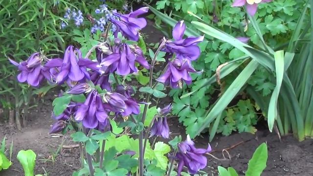 Водосбор Аквилегия Aquilegia смотреть онлайн