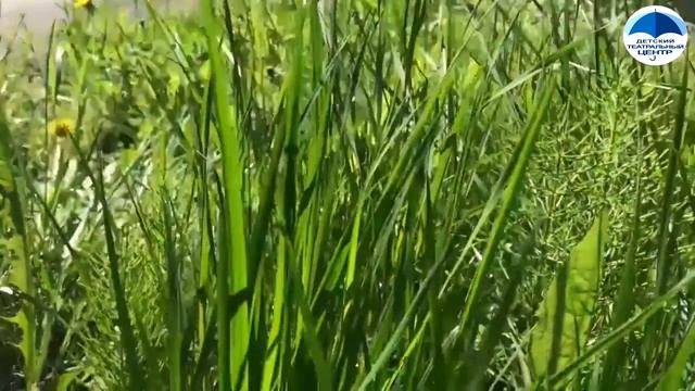 Курденкова Ангелина - Каникулы в Карелии смотреть онлайн