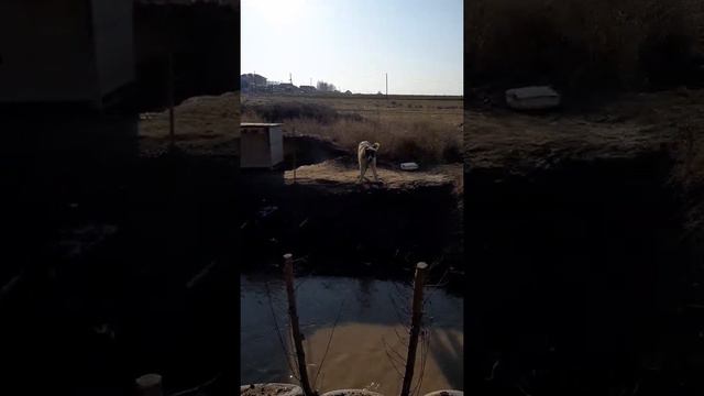 Аю, Жолбарыс төбет иттері. смотреть онлайн