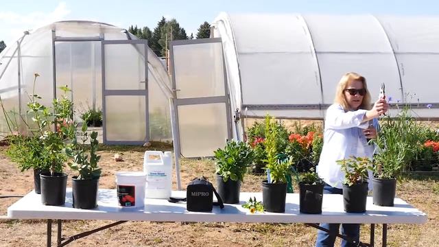 Fresh Cut Flower Production | 2017 LREC Field Day смотреть онлайн