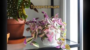 НЕПРИХОТЛИВЫЕ растения для ТЁМНЫХ комнат | ТОП 12