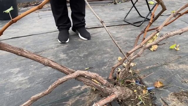 Обрезка Винограда Дубовский Розовый ? смотреть онлайн