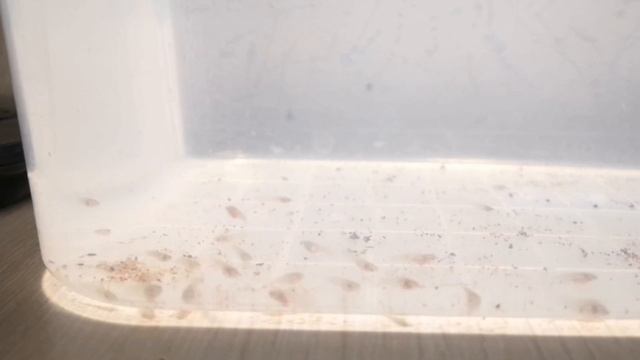 Мальки афиосемиона гарднера впервые пробуют замороженного циклопа