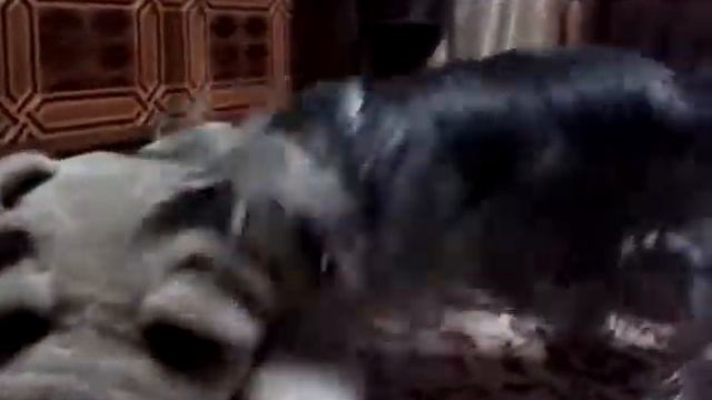 Собака заставляет лаять собаку смотреть онлайн