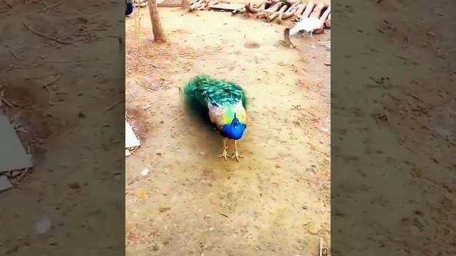 Red and green peacock showing feathers смотреть онлайн