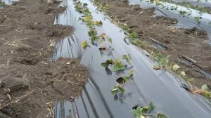 КАПЕЛЬНЫЙ ПОЛИВ (Кран стартовый с поджимом)