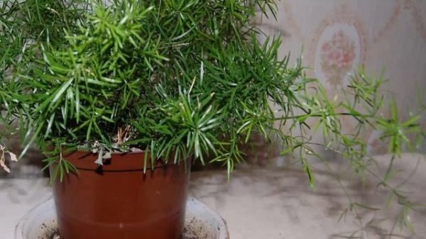 Как влияет аспарагус на жизнь человека. Приметы и суеверия об Аспарагусе.